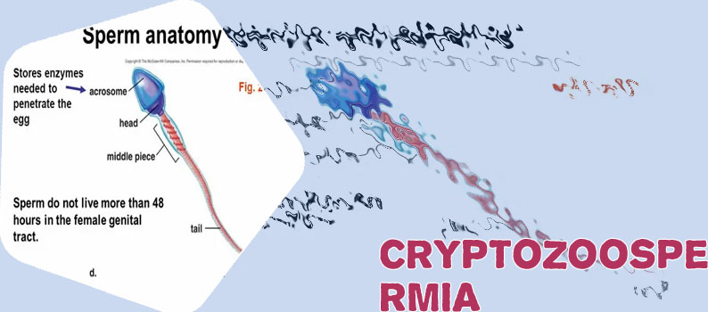 Sperm crypto